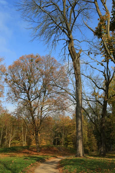 Φθινόπωρο Τοπίο Άσφαλτο Δέντρα Στο Πάρκο — Φωτογραφία Αρχείου