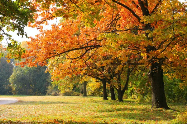 Fényes Őszi Levelek Tölgyfákon Parkban — Stock Fotó