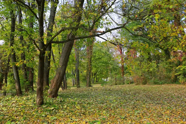 公园里的秋景 在乌克兰亚历山大图书馆取景 — 图库照片
