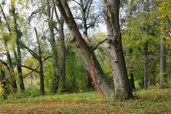 Alberi Secolari Nel Parco Autunnale Portalo Nel Parco Aleksandriya Ucraina — Foto Stock