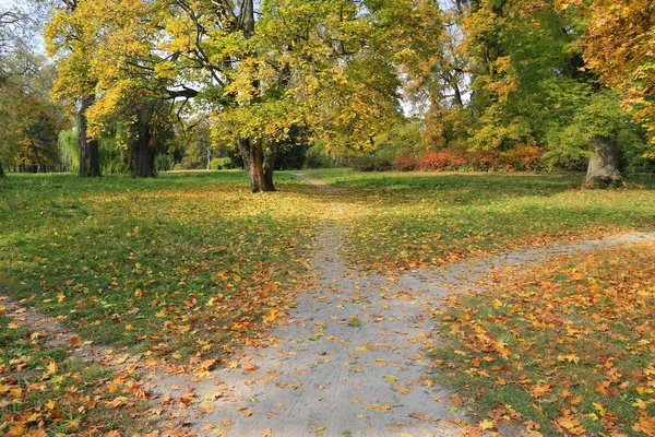 Rozwidlenie Dróg Jesiennym Parku Miejskim Weź Ukrainie — Zdjęcie stockowe