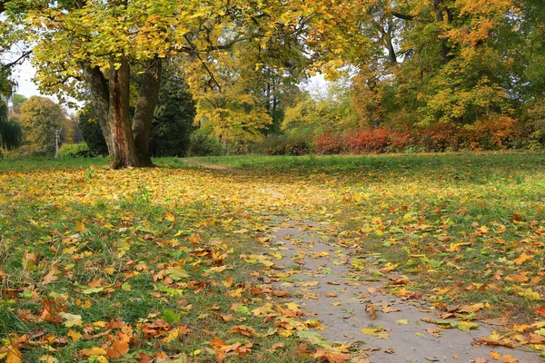 秋の公園の道に落ちた葉 — ストック写真