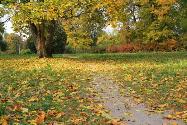 Gevallen Bladeren Patrouille Het Herfstpark — Stockfoto