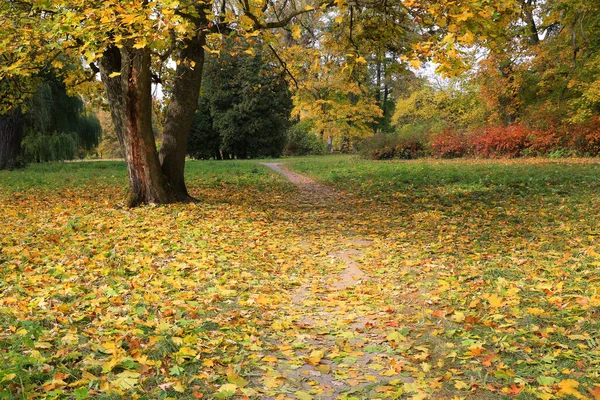公園で落ち葉と素敵な秋の風景 — ストック写真