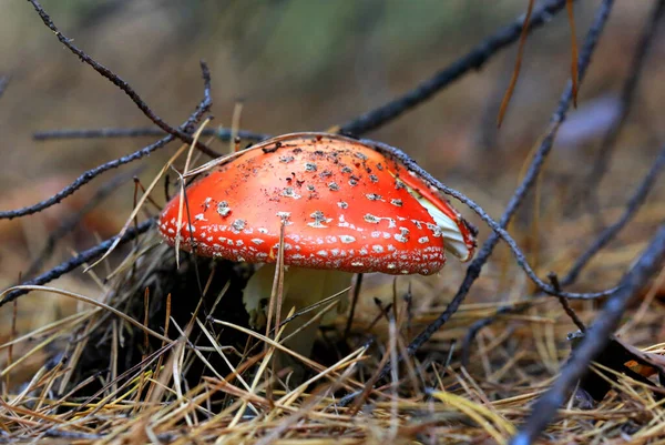 乾燥した針の下で秋の森の中でアガリックキノコを飛ばす — ストック写真