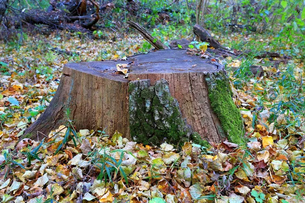 Ağaç Kütüğü Sonbahar Ormanında Yeşil Yosun Vardı — Stok fotoğraf
