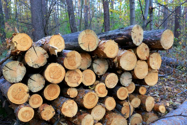 Hromada Borovicových Klád Hlubokém Lese — Stock fotografie