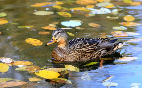 Funny Wild Duck Float Lake Water — Stock Photo, Image