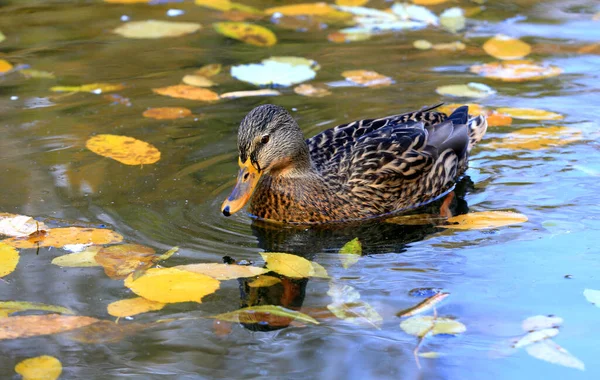 Wild Duck Float Lake Water Surface Autumn Park — Stock Photo, Image