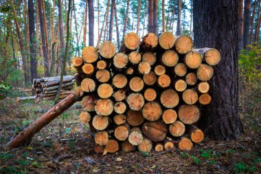 Çam ormanlarında odun deposu olan sonbahar sahnesi