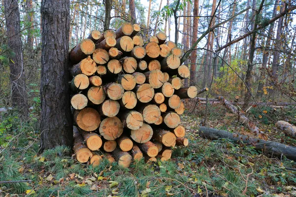 Дерев Яний Магазин Колоди Осінньому Сосновому Лісі — стокове фото