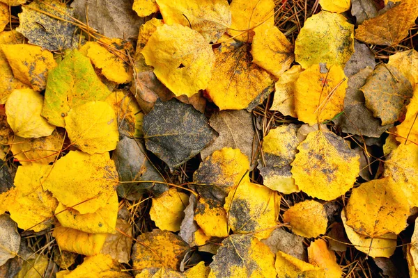 Gevallen Berkenblad Abstracte Herfst Natuurlijke Achtergrond — Stockfoto