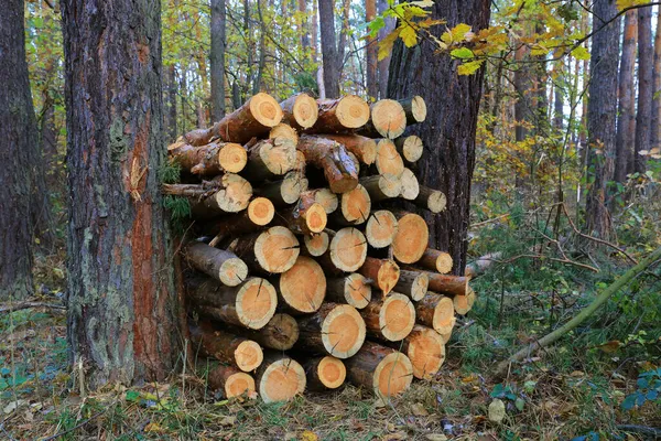 Logs Het Herfstbos Tussen Oude Dennenbomen — Stockfoto