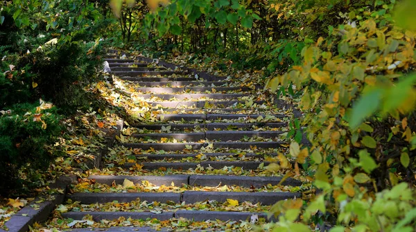 落ち葉の下にある秋の公園の古い階段を眺め — ストック写真