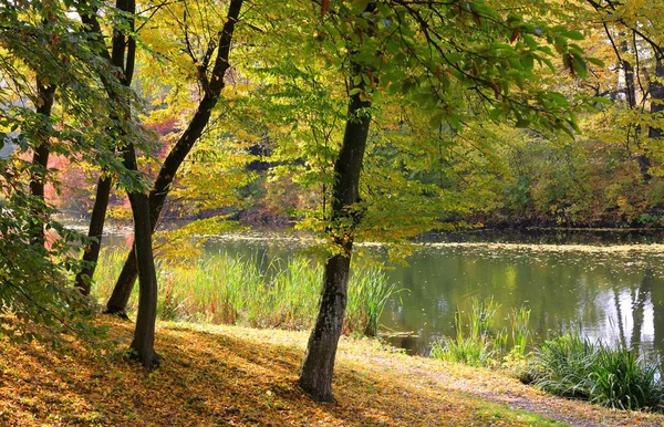 Солнечный Осенний Пейзаж Парке Небольшим Прудом — стоковое фото
