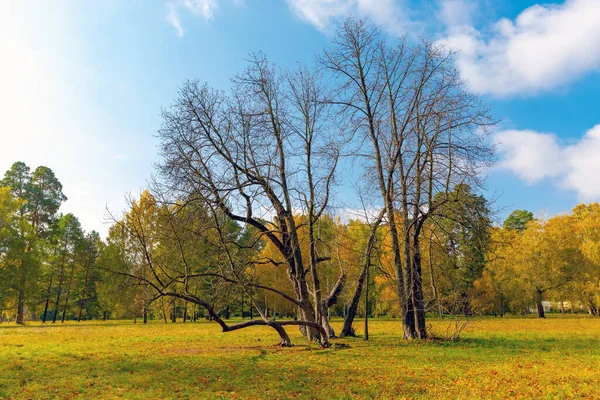 Landscape Leafless Tree Meadow Park Sunny Autumn Day — Stock Photo, Image