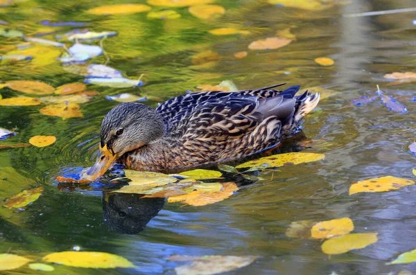 Alone Wild Duck Lake Autumn Time — Stock Photo, Image