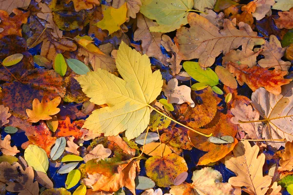 Foglia Autunnale Sulla Superficie Dell Acqua Sfondo Naturale Astratto — Foto Stock