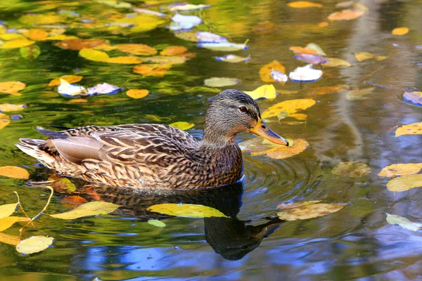 Funny Wild Duck Float Lake Autumn Day — Stock Photo, Image
