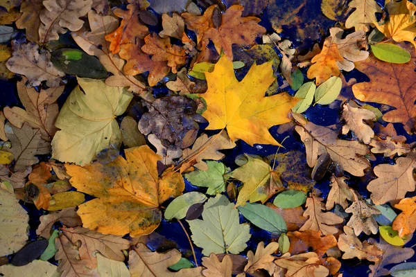 Abstrait Sec Tombé Feuilles Automne Sur Eau Étang — Photo