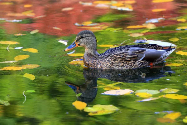 Wild Duck Lake Autumn Day — Stock Photo, Image