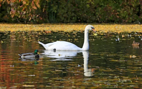 Witte Zwaan Wilde Eend Het Water Herfstvijver Het Park — Stockfoto