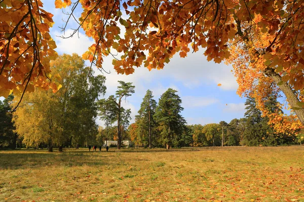 Красивый Солнечный Луг Осеннем Парке — стоковое фото