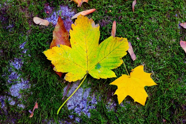 Outono Maple Caído Folha Musgo Verde Parque — Fotografia de Stock