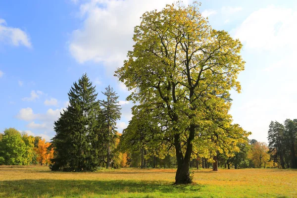 Nice Tree Meadow Autumn Park — Stock Photo, Image