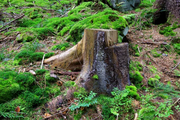 Beau Tronc Arbre Sur Mousse Verte Dans Forêt — Photo