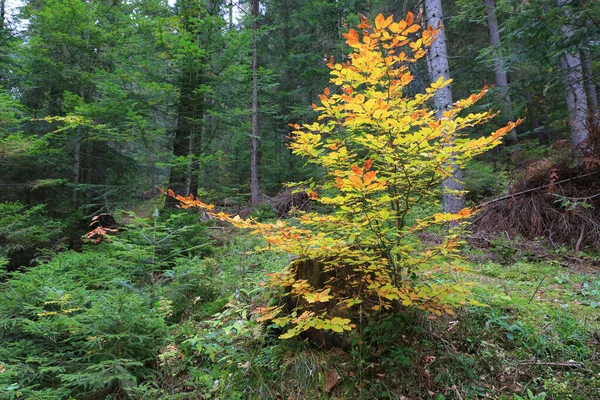 針葉樹林の鮮やかな秋の落葉樹 — ストック写真