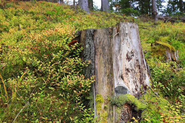 森の古い木のスタブ — ストック写真