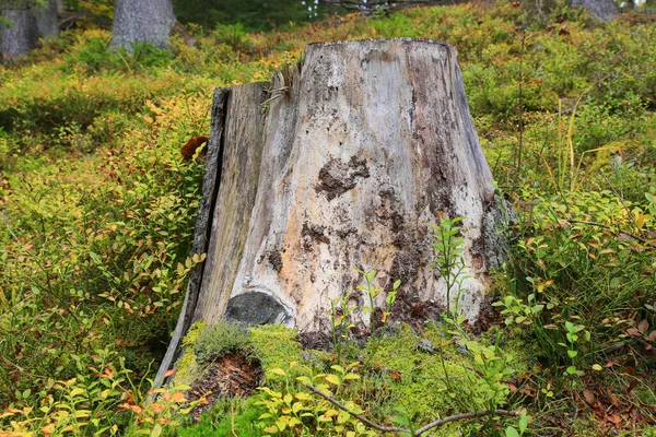 Souche Arbre Sec Dans Forêt Verte — Photo