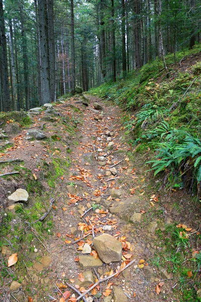 Jesienna Ścieżka Zielonym Lesie Górskim — Zdjęcie stockowe