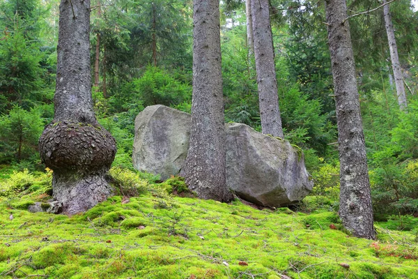 Большой Камень Зеленом Горном Лесу — стоковое фото