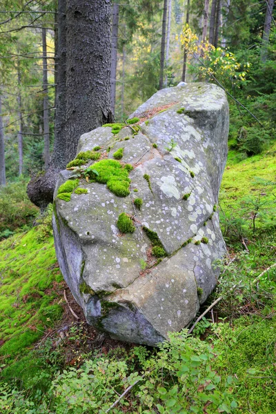 Escena Con Piedra Bosque Montaña Verde —  Fotos de Stock