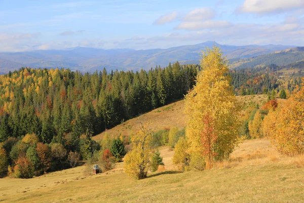 カルパティアの山の斜面に素敵な黄金の木 ウクライナ — ストック写真