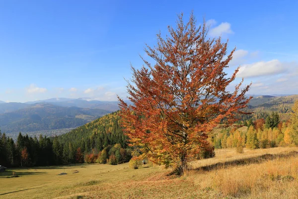 カルパチア山脈 ウクライナの秋のブナの木 — ストック写真