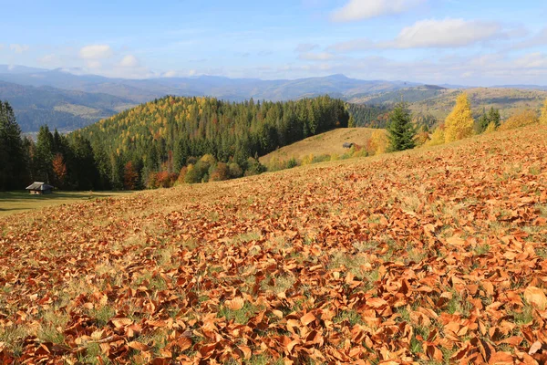 Landschaft Mit Umgefallenen Blättern Auf Einer Wiese Den Karpaten Ukraine — Stockfoto