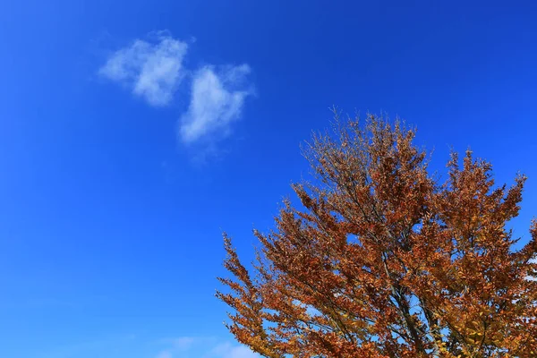 Abstrakte Ansicht Auf Herbst Baum Blauen Himmel Mit Wolken Hintergrund — Stockfoto