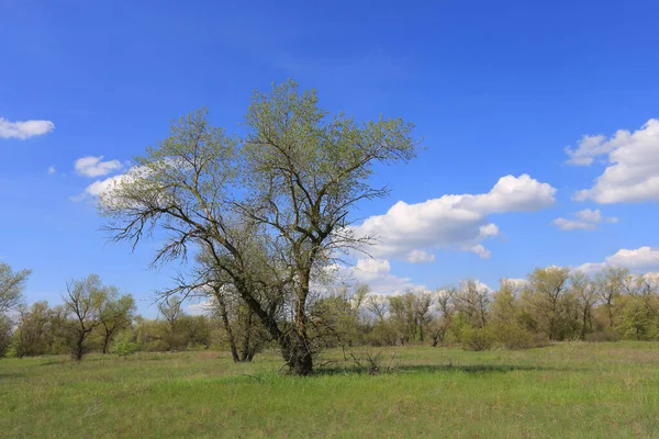 Frühlingslandschaft Mit Bäumen Auf Grünen Wiesen Unter Weißen Wolken Blauen — Stockfoto