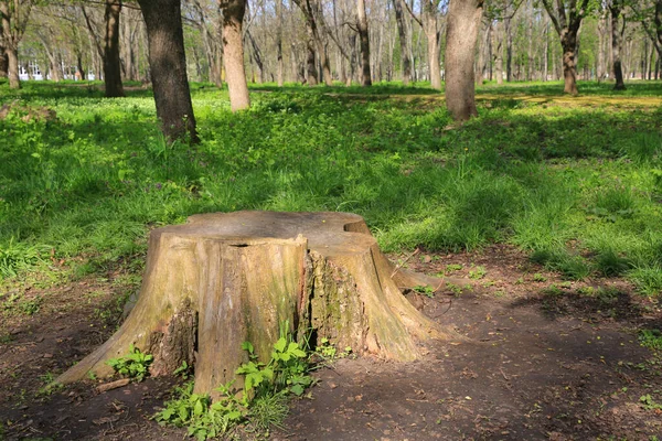 Yeşil Bahar Parkında Soyut Ahşap Bir Fiş — Stok fotoğraf