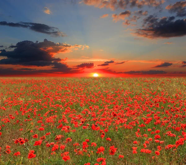 Bonito Paisaje Con Puesta Sol Sobre Prado Amapola Roja — Foto de Stock