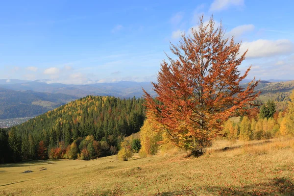 Scena Jesienna Bukowym Drzewem Zboczu Góry Karpatach Ukraina — Zdjęcie stockowe