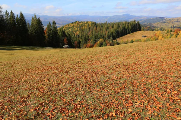 Łąka Opadłymi Liśćmi Buku Górach Karpaty Ukrainie — Zdjęcie stockowe