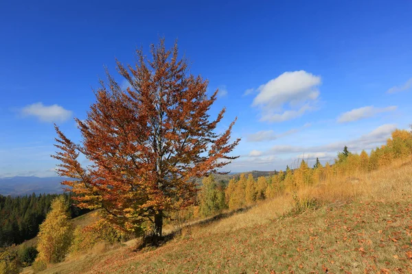 Осінній Краєвид Буковим Деревом Карпатських Горах Україні — стокове фото