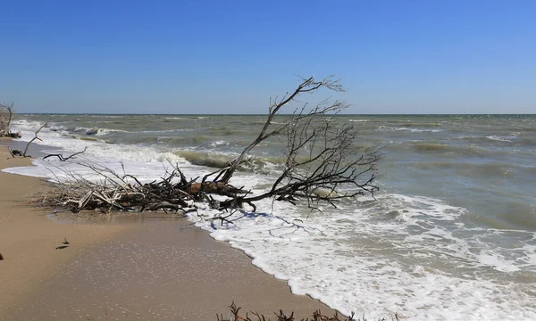 Gamla Skogar Och Skräp Havets Strand Efter Storm — Stockfoto