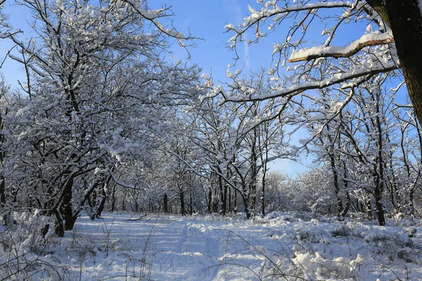 阳光明媚的森林里的冬季草甸景观 — 图库照片