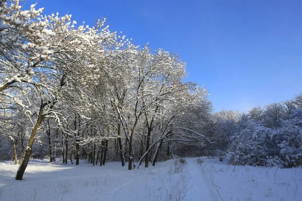 冬季公园有小径的景观 — 图库照片