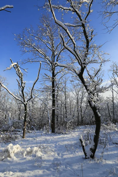 Bella Giornata Invernale Nella Foresta — Foto Stock